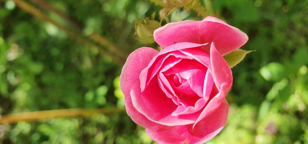 Projeto Semente – Jornada de Autoconhecimento